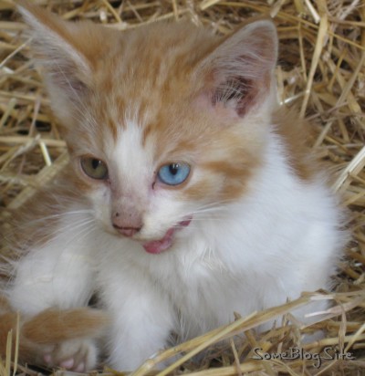 kitten with one blue eye and one green eye