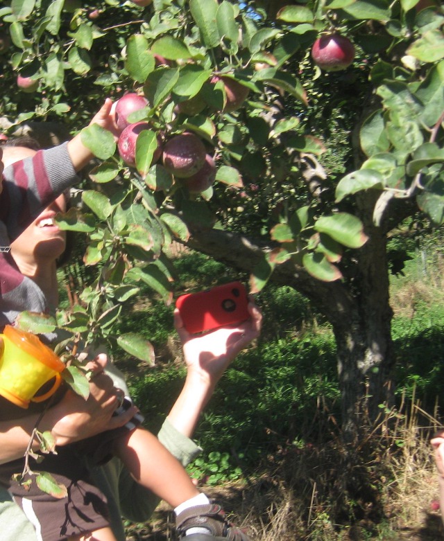 child picking an apple from a tree