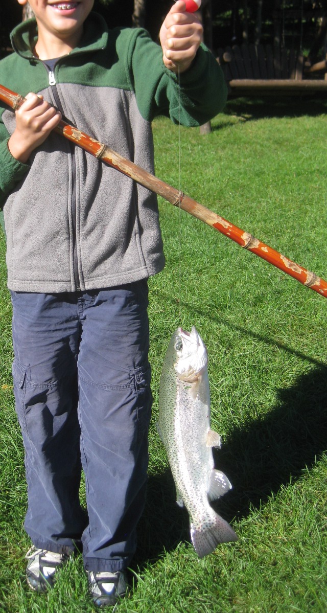 side view of a trout on a line caught at a trout farm fishing pond