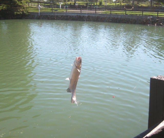trout in the air at a fishing pond