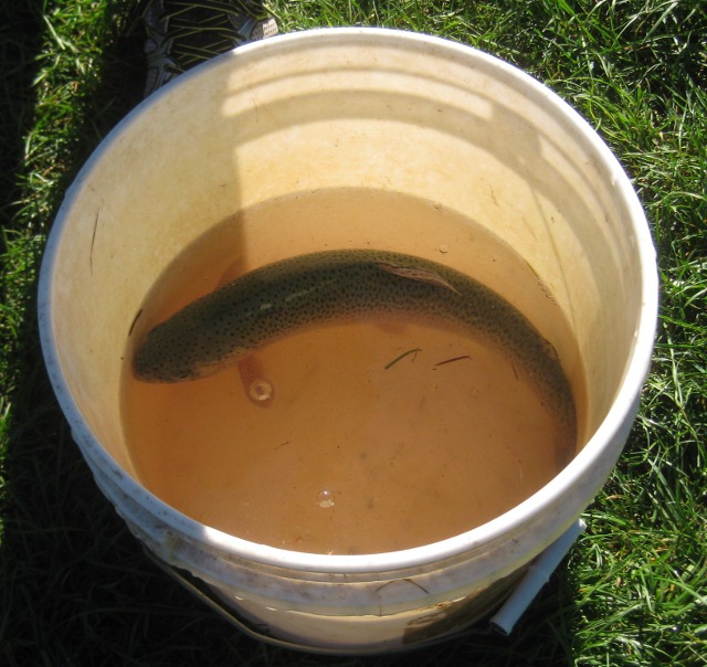 trout fish in a bucket of water