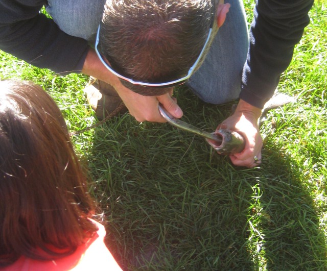 taking the fish hook out of a trout