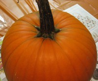 picture of the pumpkin and stem