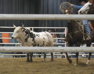 photo of rodeo bull