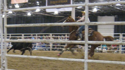 photo of rodeo cowboy roping a bull