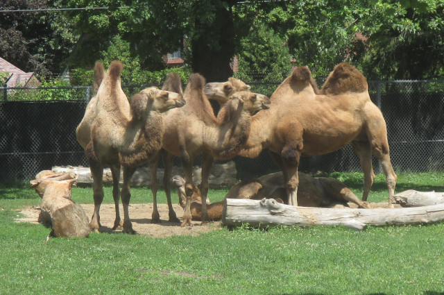picture of some camels