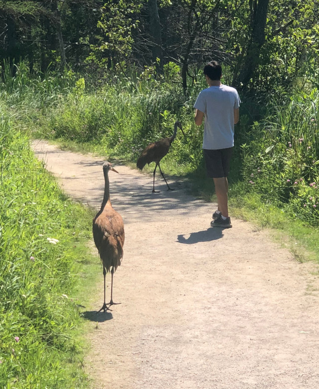 picture of someone walking on a trail with some sandhill cranes