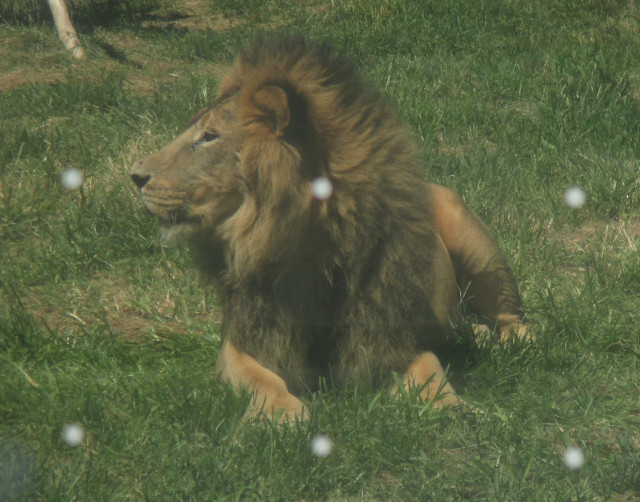 picture of a lion