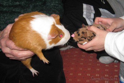 picture of a Zhu Zhu Pet meeting a real-life guinea pig