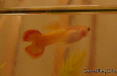 picture of Finny the fish