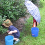 picture of two children picking blueberries in the rain