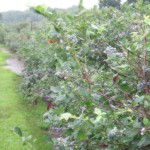 picture of a blueberry bush