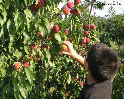 picture of children picking peaches