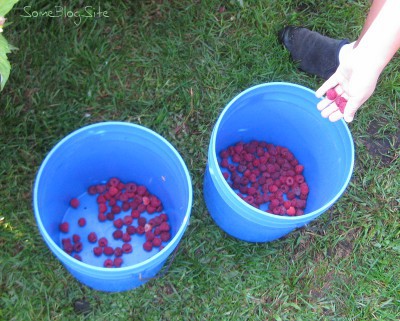 picture of children putting raspberries into a bucket