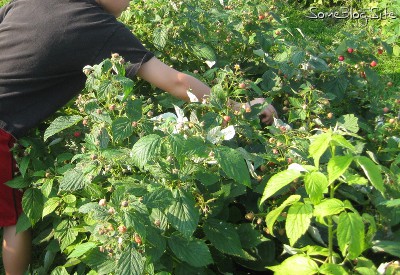 picture of children picking raspberries