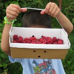 picture of a u-pick raspberry farm