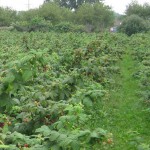 picture of a u-pick raspberry farm