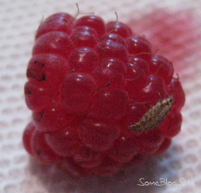 picture of a bug on a fresh raspberry