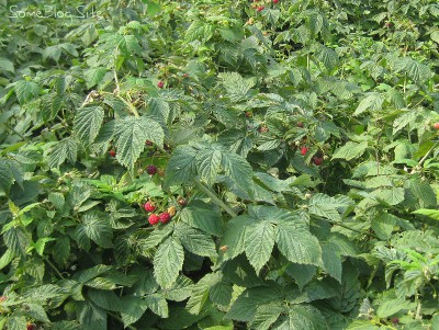 picture of some raspberry bushes