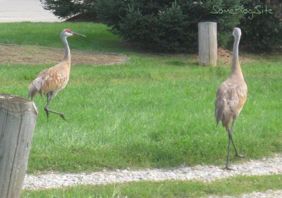 picture of two sandhill cranes on a gravel driveway