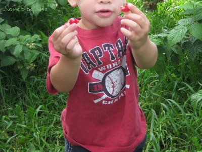 picture of children picking raspberries