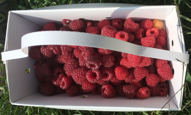 picture of a cardboard bin full of raspberries