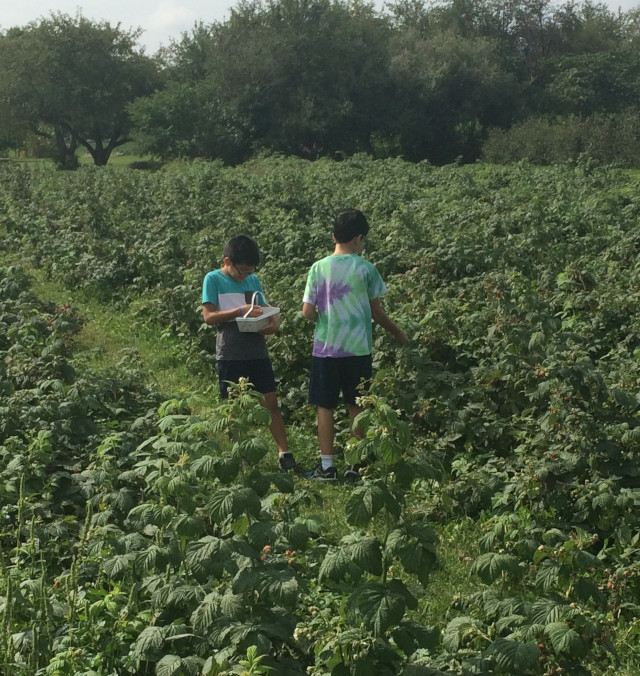 picture of kids picking raspberries raspberries