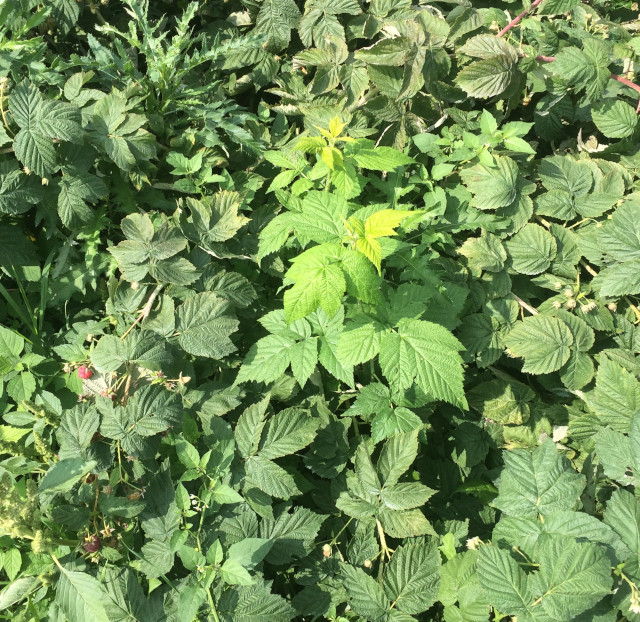 picture of raspberry plants