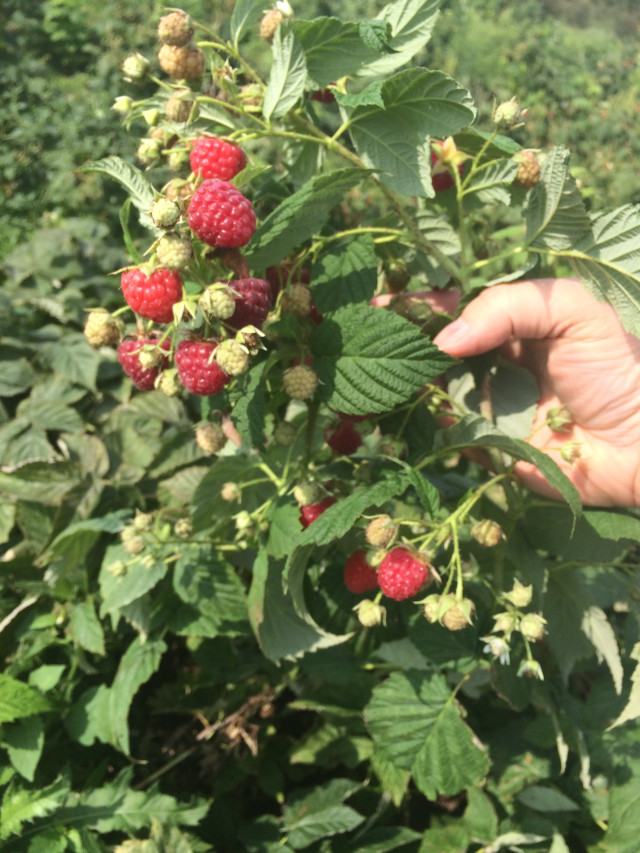 picture of raspberries on the plant