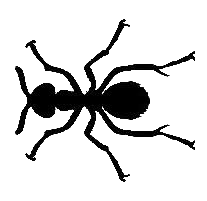 silhouette of a bug
