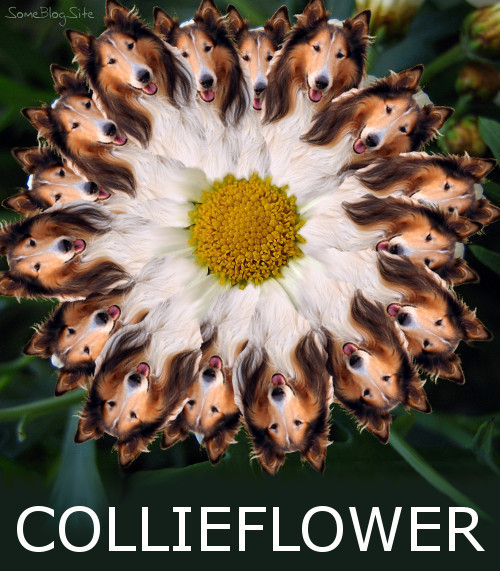 photo of collies arranged as petals of a flower to make a collieflower (pun of cauliflower)