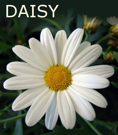 photo of a daisy