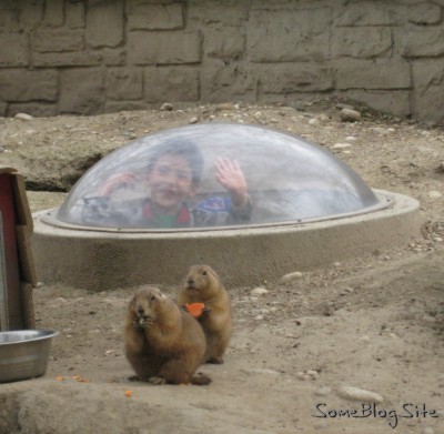 picture of prairie dog display at zoo