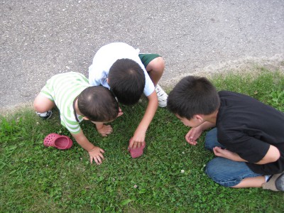 picture of boys trying to scoop up a caterpillar