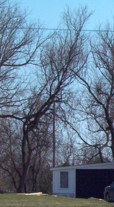 picture of the tree leaning over the garage