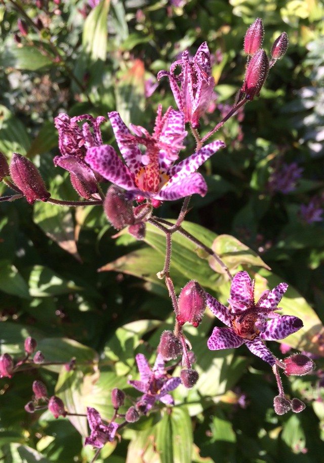 close-up photo of toad lily blooms