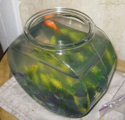 picture of a dead goldfish floating in a fishbowl