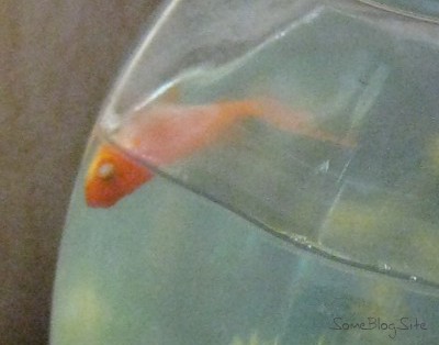 picture of a dead goldfish