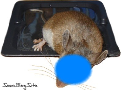 anonymous mouse caught in a glue trap