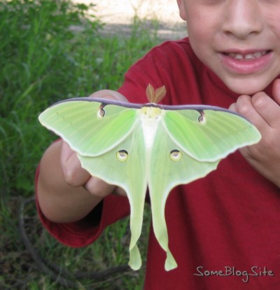 back of Moon Moth (Actias Luna)