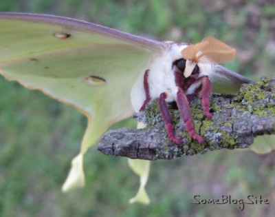 face and front of Moon Moth (Actias Luna)