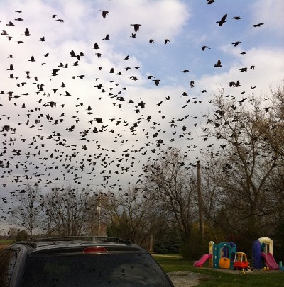 picture of a murmuration of starlings in the sky