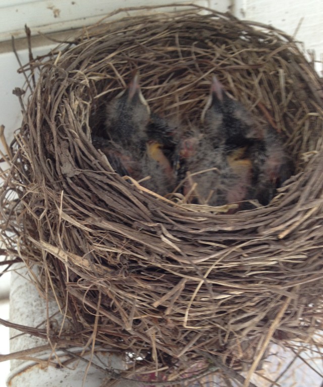 image of baby robins