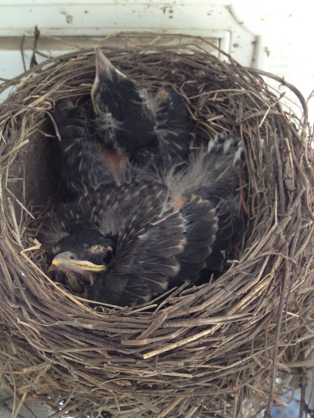 image of baby robins