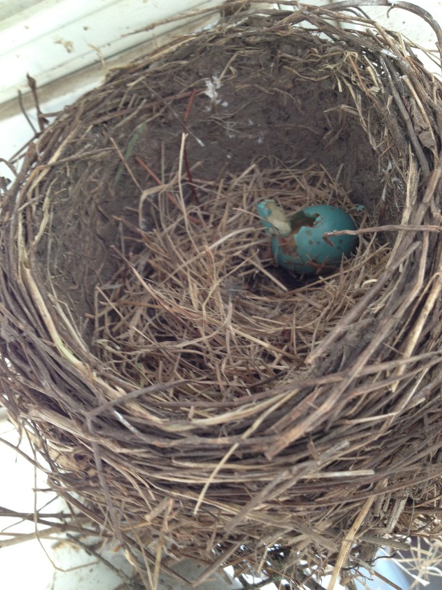 image of a robin nest that's empty except for one unhatched dud egg