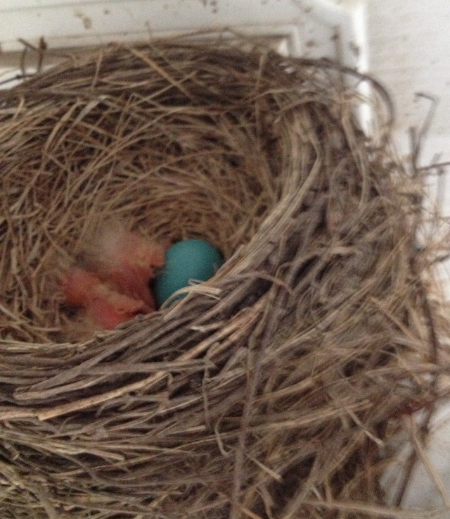 image of newly-hatched baby robins
