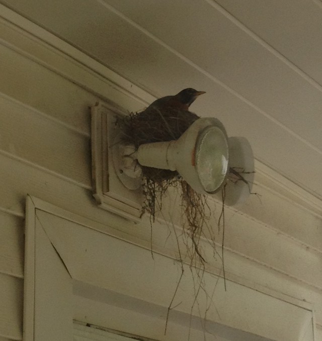 image of robin sitting on her nest