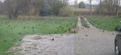 picture of a murmuration of starlings landed on our lawn