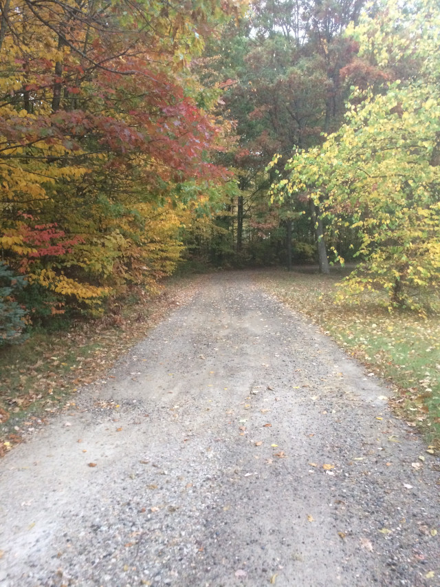 image of a driveway in fall with various color leaves
