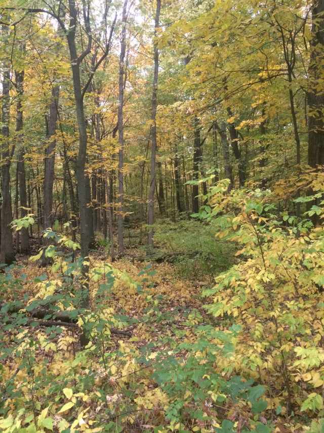 image of a forest in fall with various color leaves